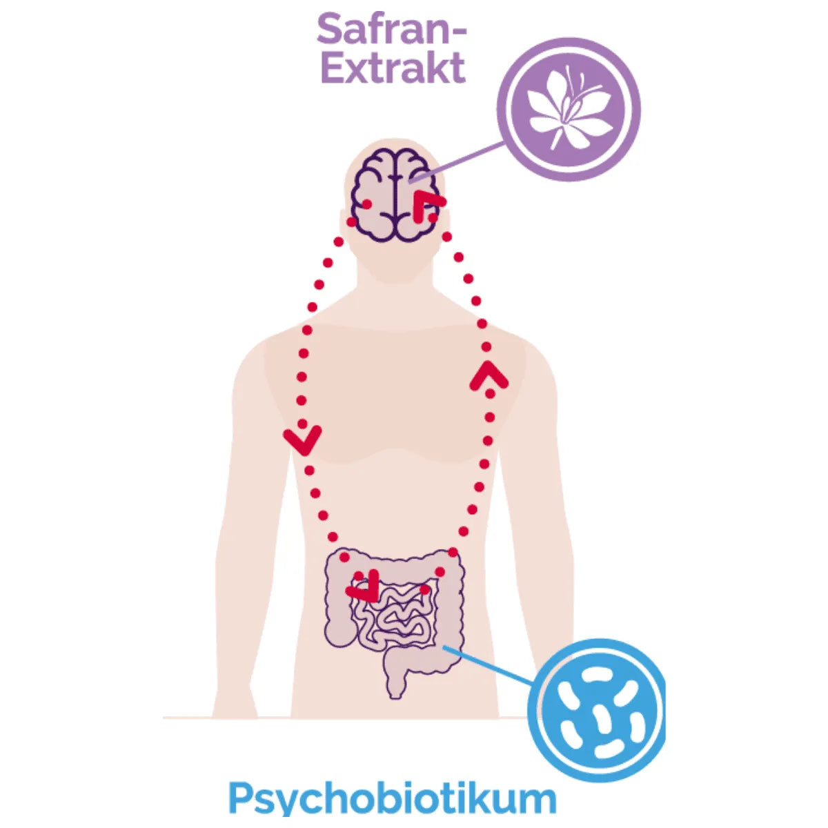 🧠 BrainBiome® – Natürlich stark gegen Stress, Innere Unruhe & Angstzustände